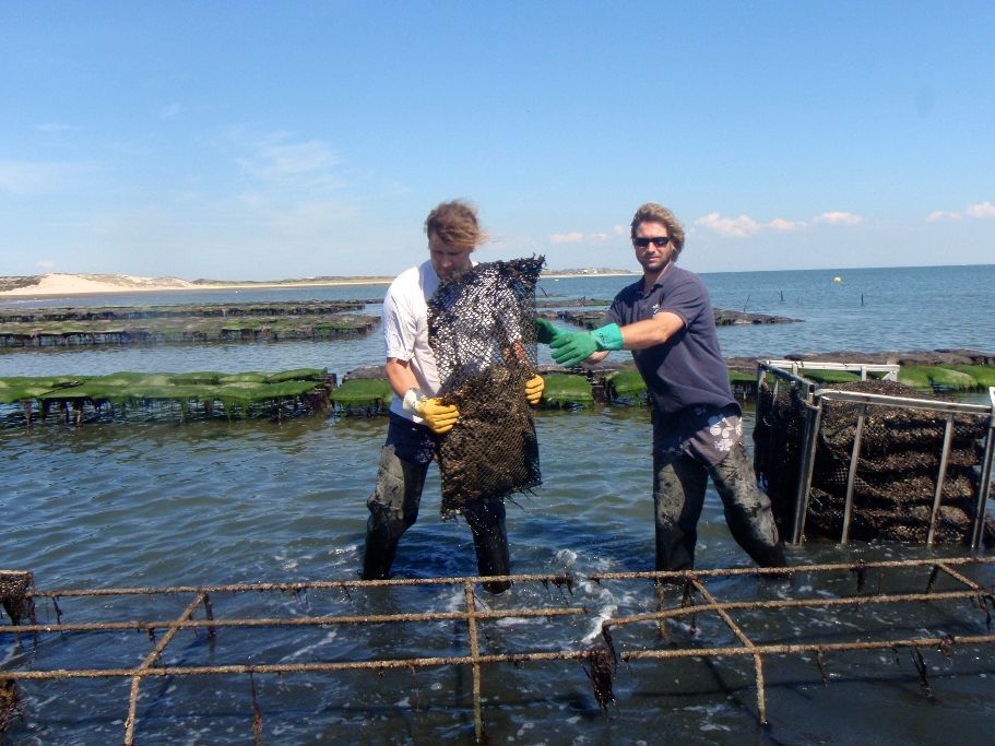 Oyster Fishermen